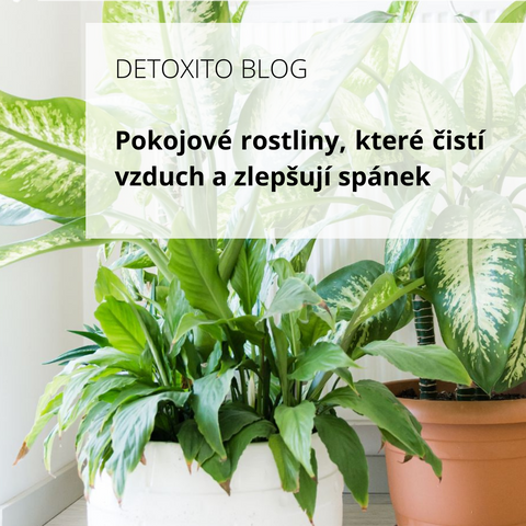 Rostliny které čistí vzduch